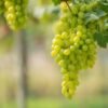 Click to expand   Sundarkhani grapes