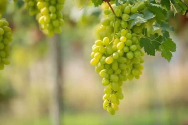 Click to expand   Sundarkhani grapes