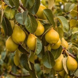Best Pear