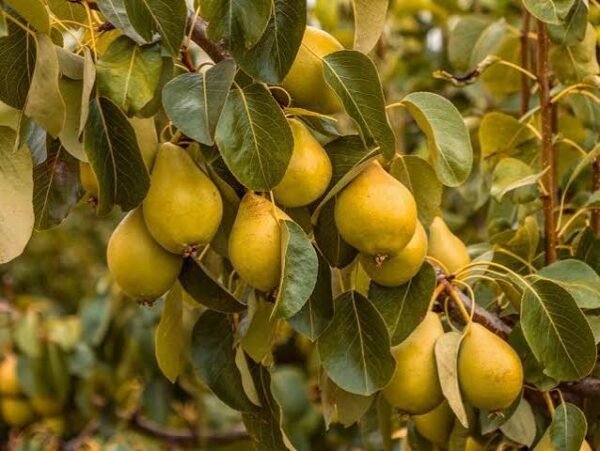 Best Pear