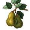 Best Pear