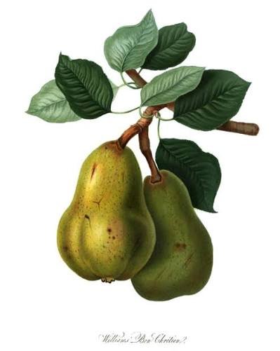 Best Pear