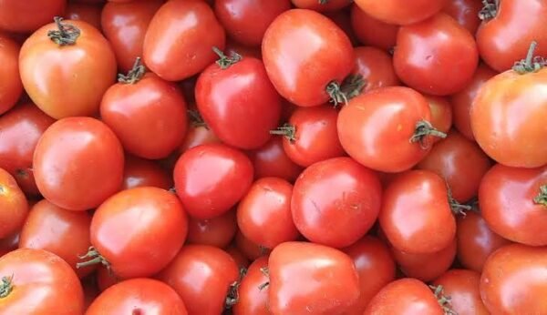 Tomatoes kg